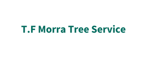 TF Morra Tree